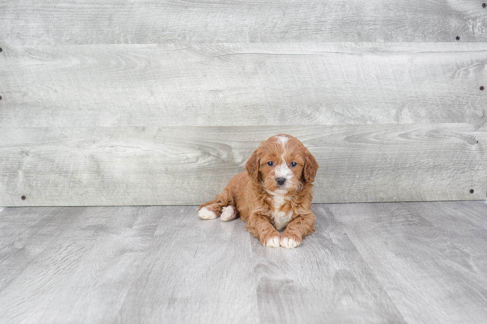 Cavapoo Puppy for Adoption