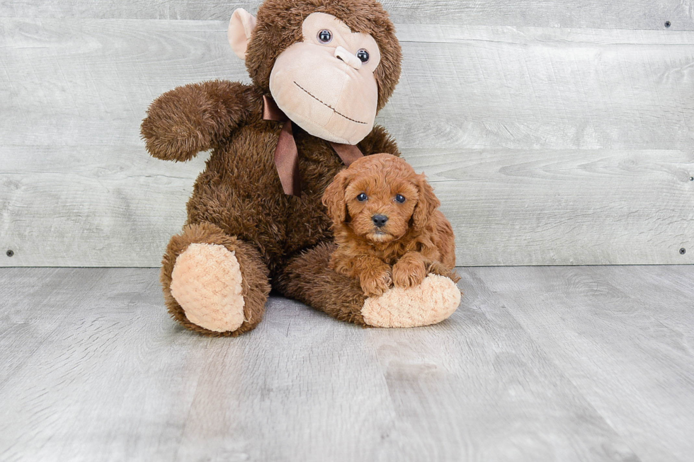 Cavapoo Pup Being Cute