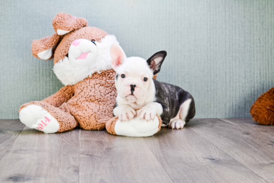 Smart Frenchie Purebred Puppy