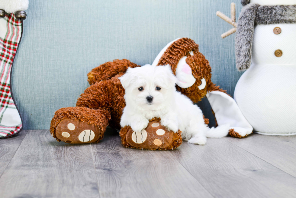 Small Maltese Purebred Pup