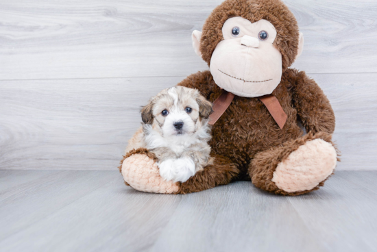 Smart Mini Aussiedoodle Poodle Mix Pup