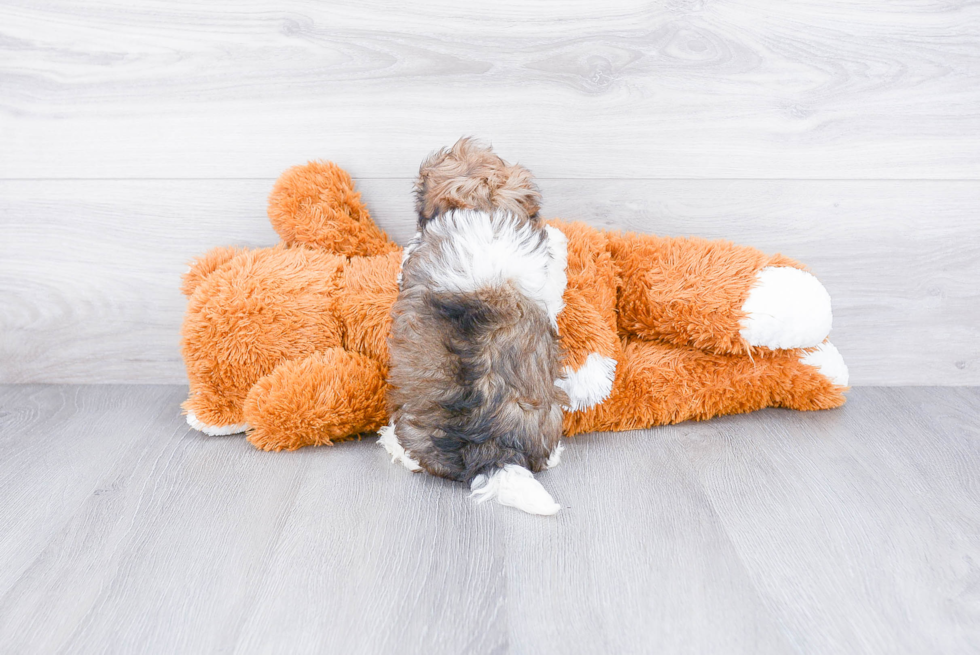 Best Havanese Baby