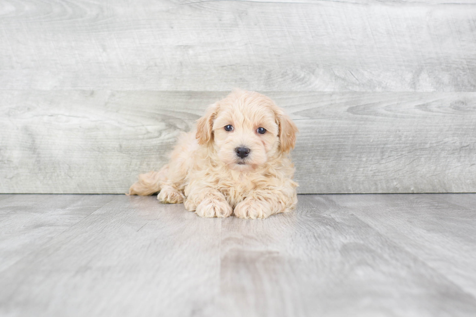 Maltipoo Pup Being Cute