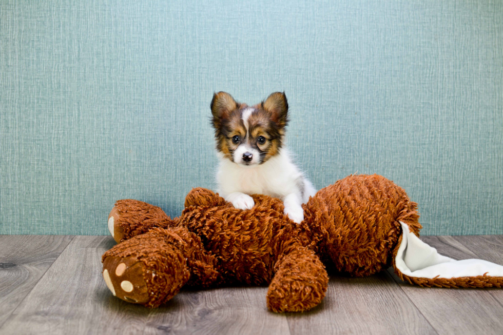 Maltipom Puppy for Adoption