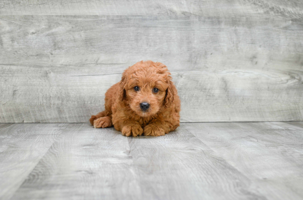 Friendly Mini Goldendoodle Baby