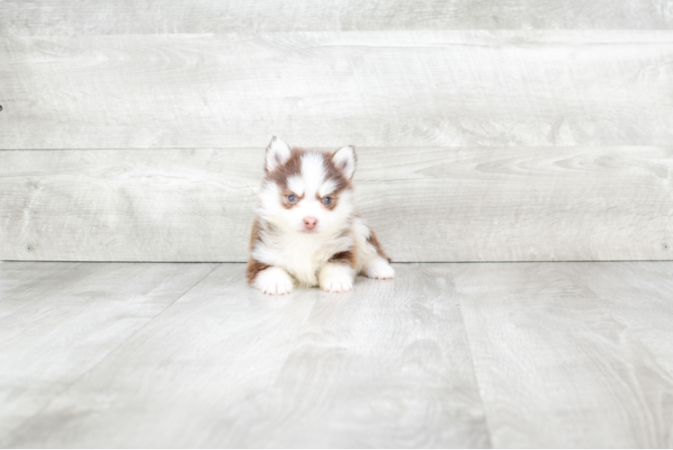 Little Mini Husky Designer Puppy