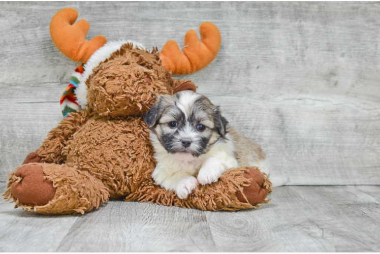 Friendly Teddy Bear Baby