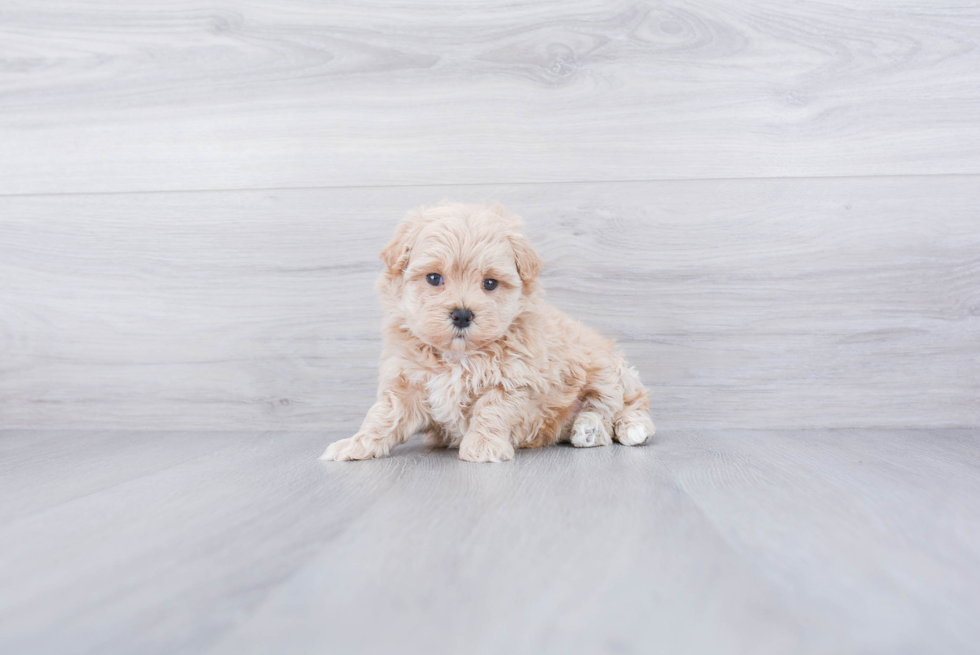 Best Maltipoo Baby