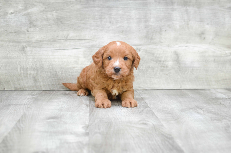 Happy Mini Goldendoodle Baby