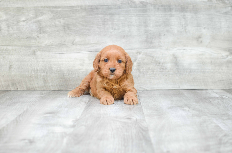 Sweet Cockapoo Baby