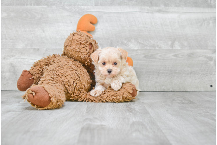 Little Maltese Poodle Poodle Mix Puppy