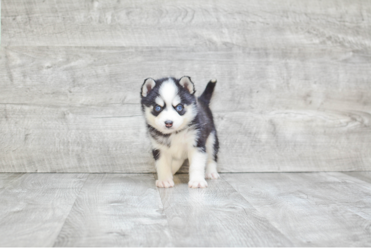 Smart Pomsky Designer Pup