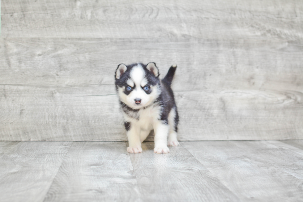 Smart Pomsky Designer Pup