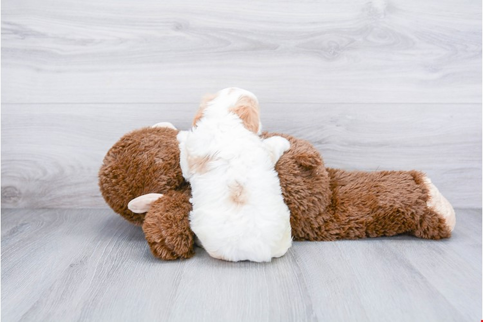 Sweet Cavachon Baby