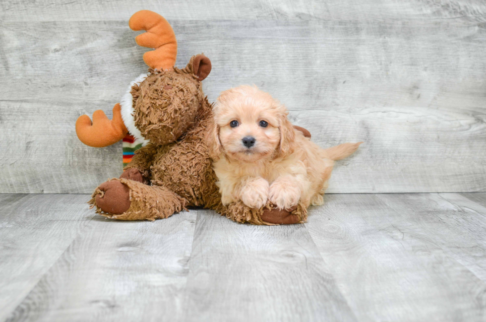 Cavachon Puppy for Adoption