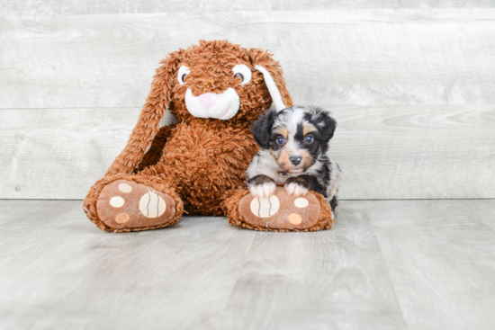 Best Mini Aussiedoodle Baby