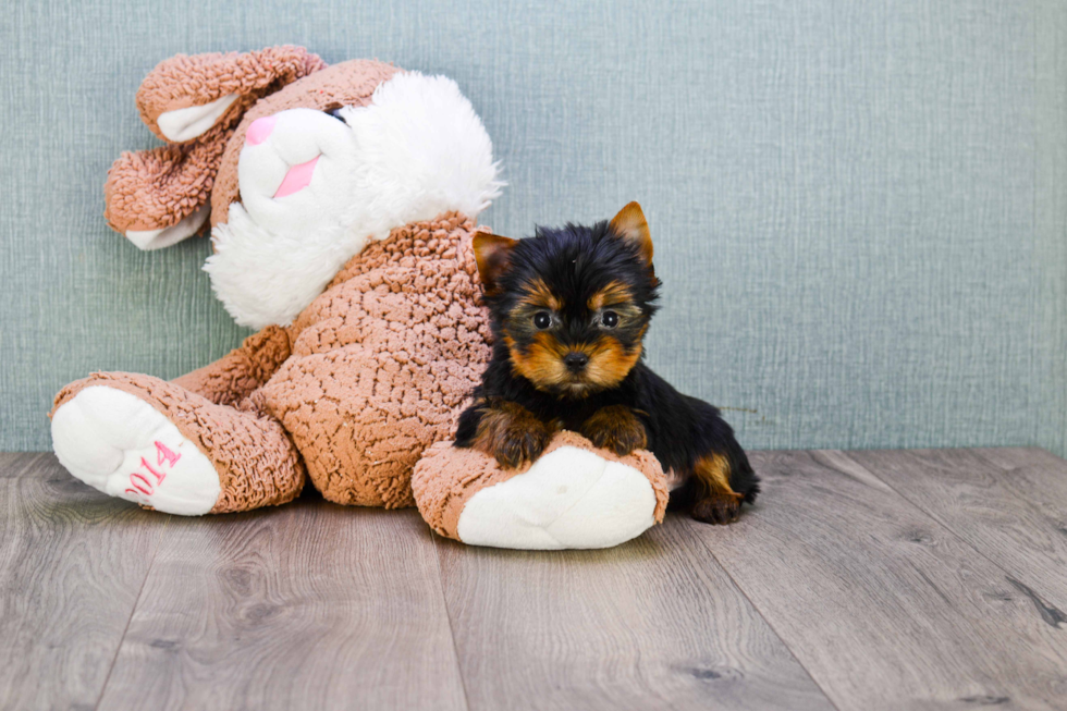 Meet Ronaldo - our Yorkshire Terrier Puppy Photo 