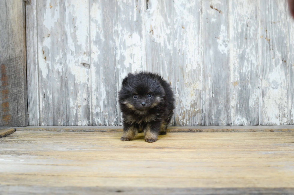 Pomeranian Pup Being Cute