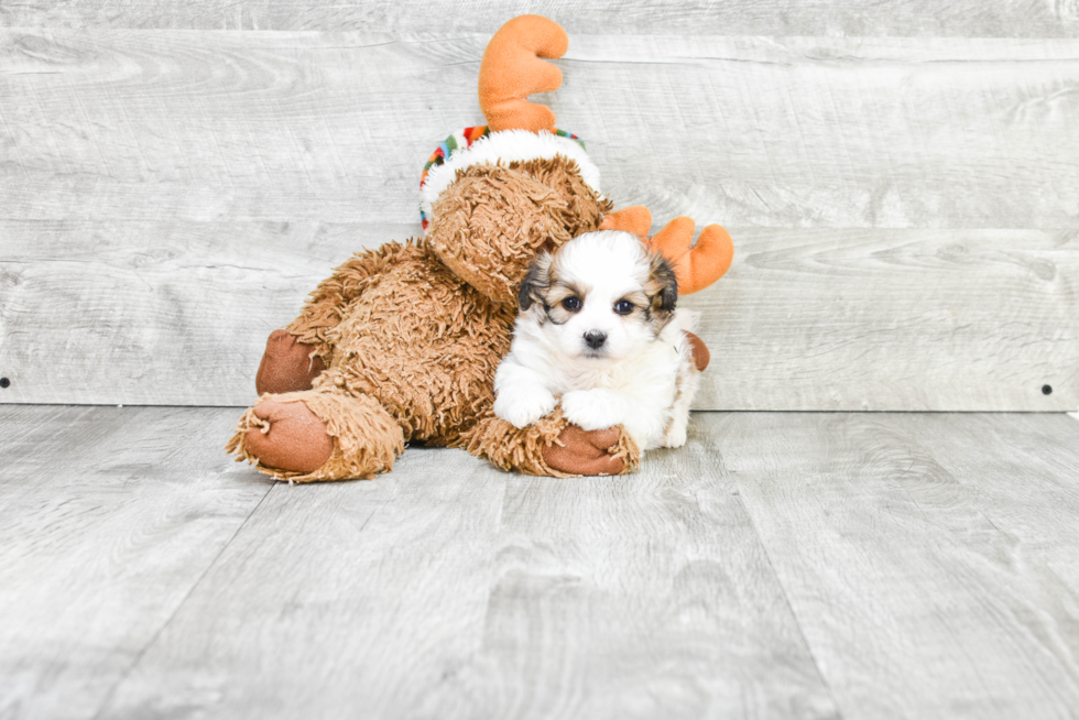 Teddy Bear Pup Being Cute