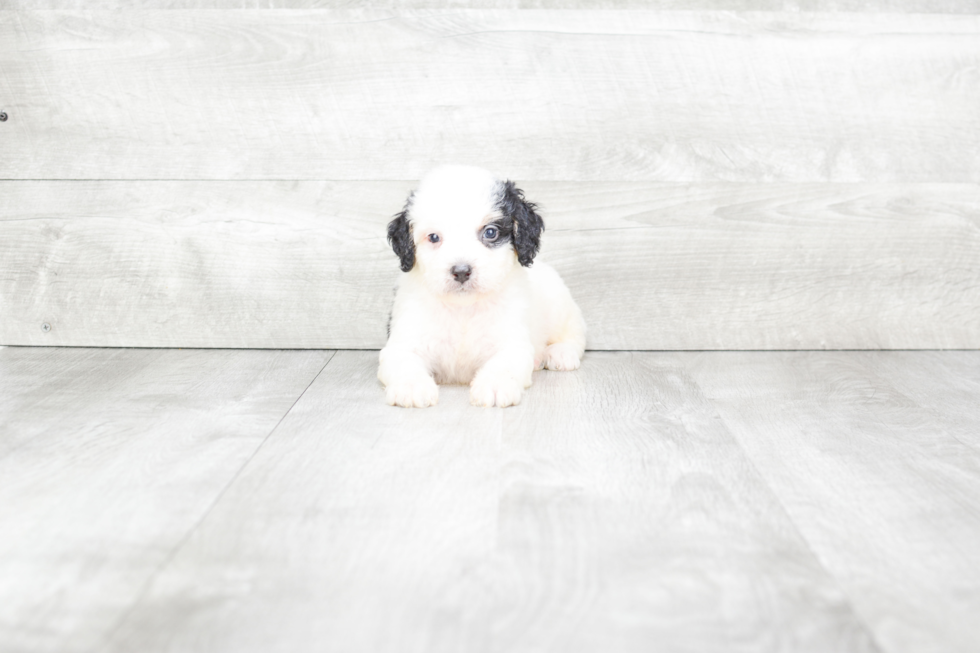 Best Mini Bernedoodle Baby