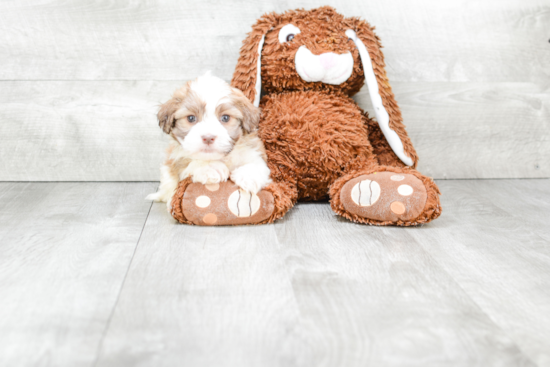 Havanese Puppy for Adoption