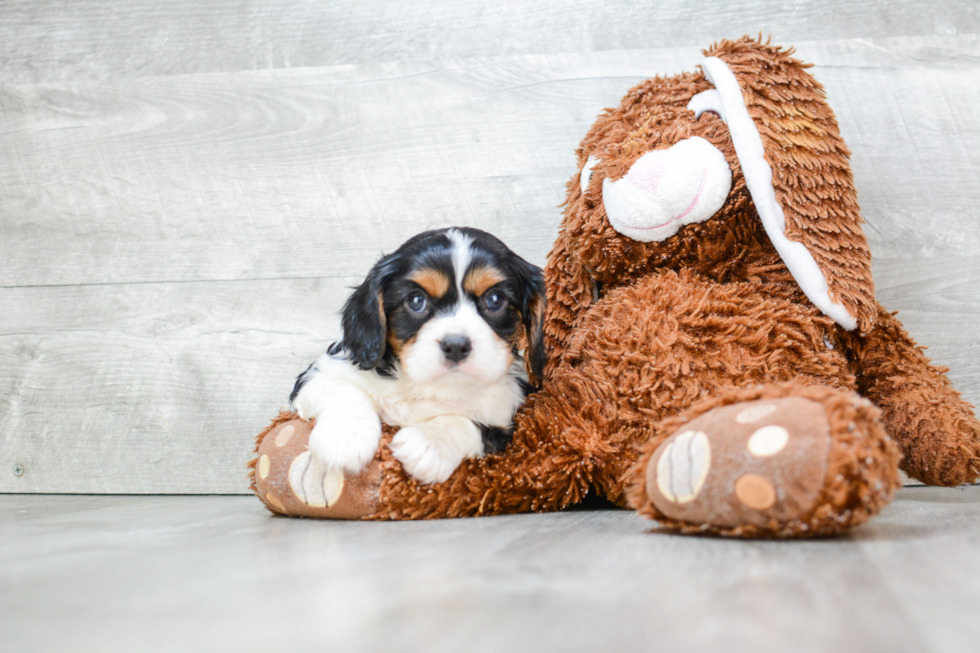 Best Cavalier King Charles Spaniel Baby