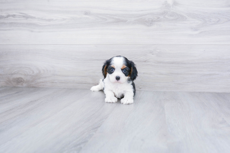 Cavalier King Charles Spaniel Puppy for Adoption