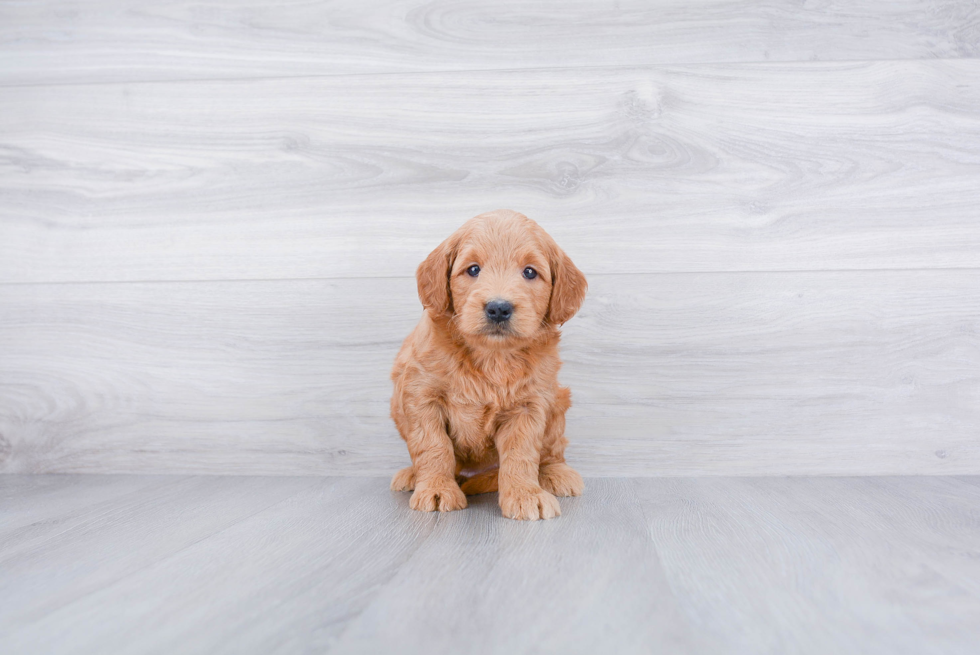 Mini Goldendoodle Puppy for Adoption