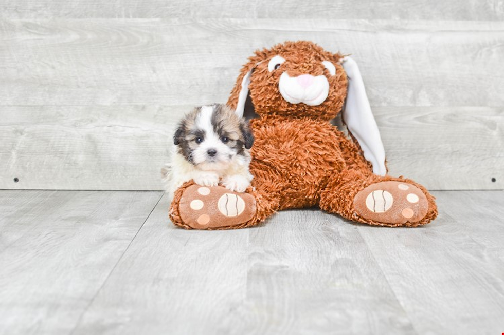 Teddy Bear Pup Being Cute