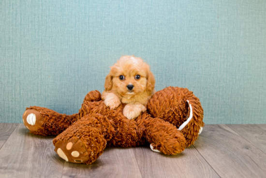 Cavapoo Puppy for Adoption