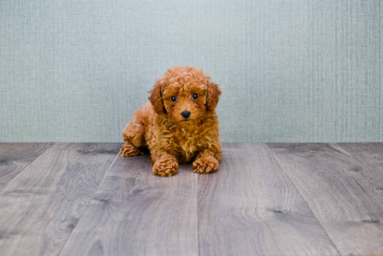 Cavapoo Puppy for Adoption