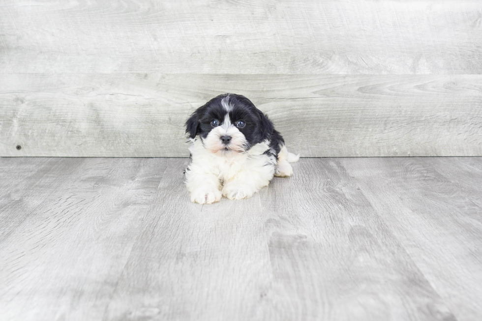 Playful Havanese Baby