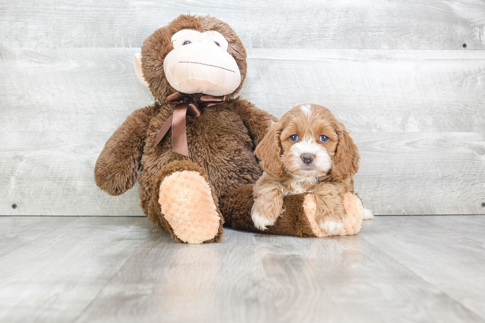 Cockapoo Puppy for Adoption