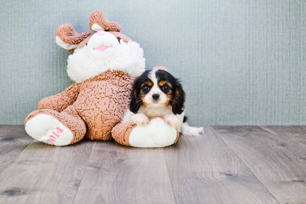 Cavalier King Charles Spaniel Puppy for Adoption