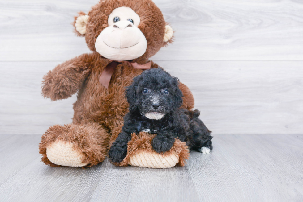 Poodle Pup Being Cute