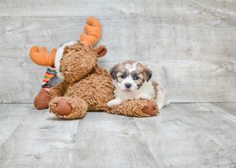 Teddy Bear Puppy for Adoption