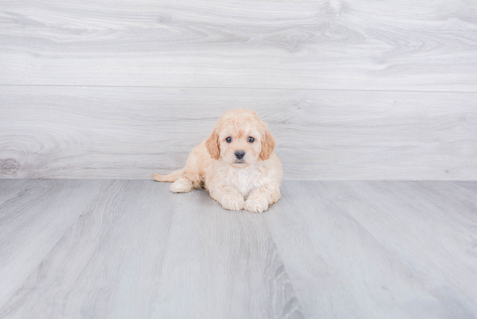 Petite Cavapoo Poodle Mix Pup