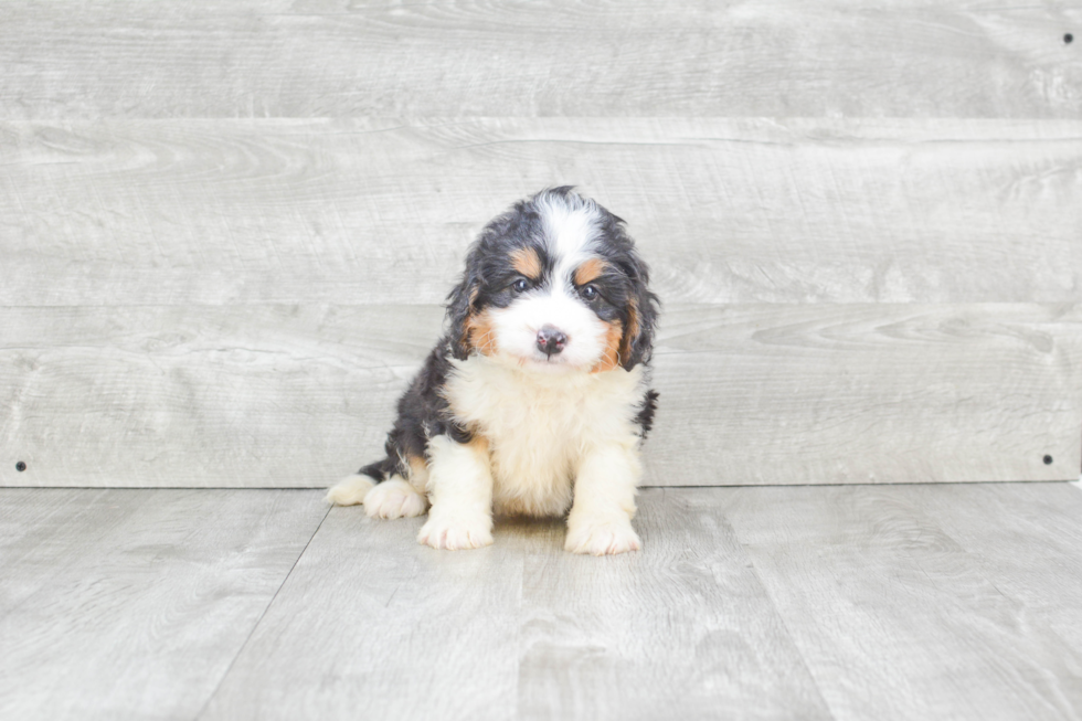 Best Mini Bernedoodle Baby