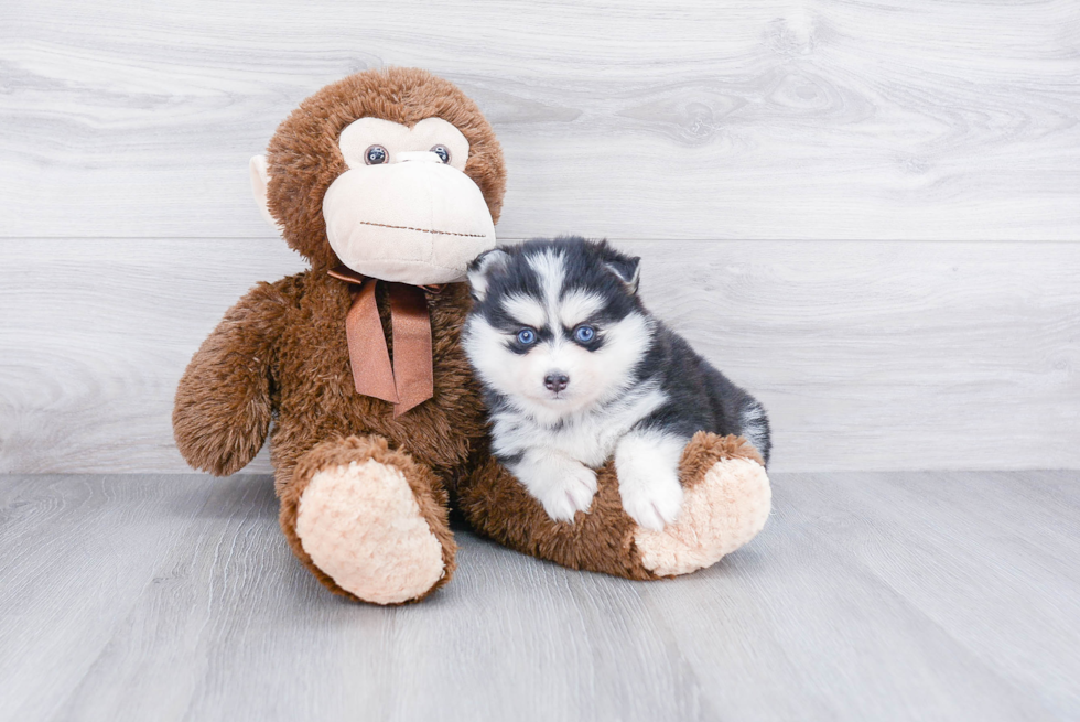 Happy Pomsky Baby