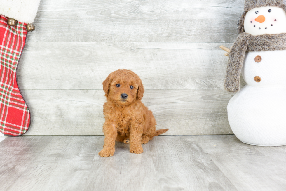 Playful Golden Retriever Poodle Mix Puppy