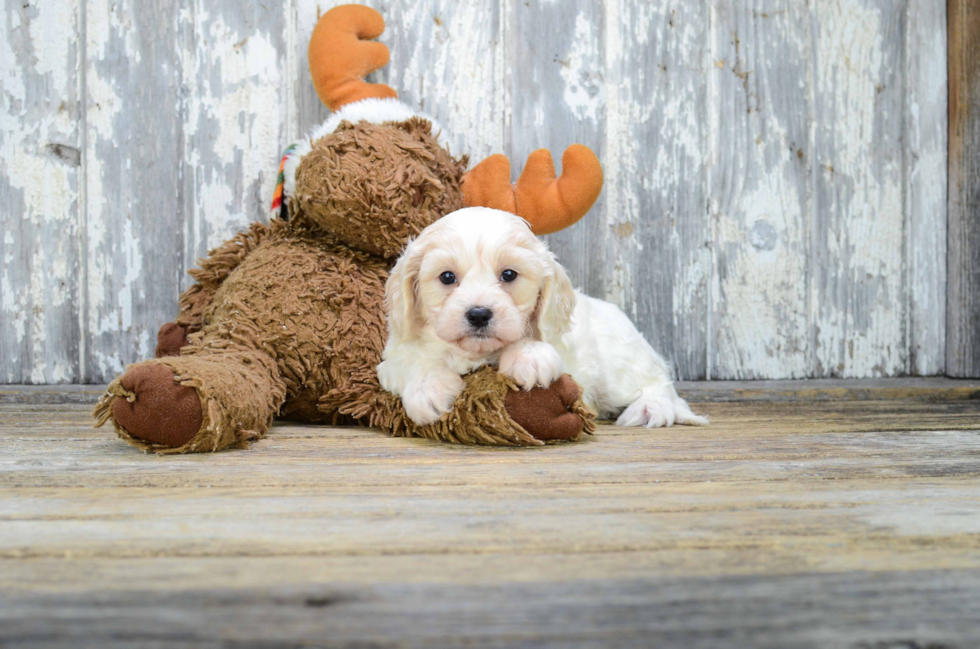 Best Cavachon Baby