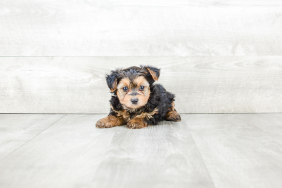 Yorkie Poo Puppy for Adoption