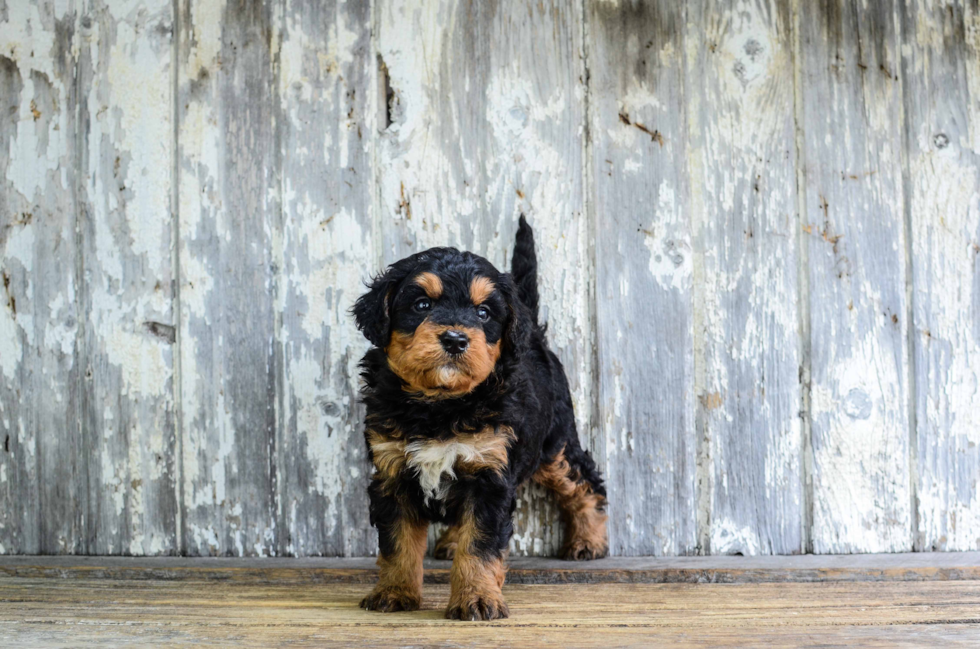 Happy Mini Bernedoodle Baby