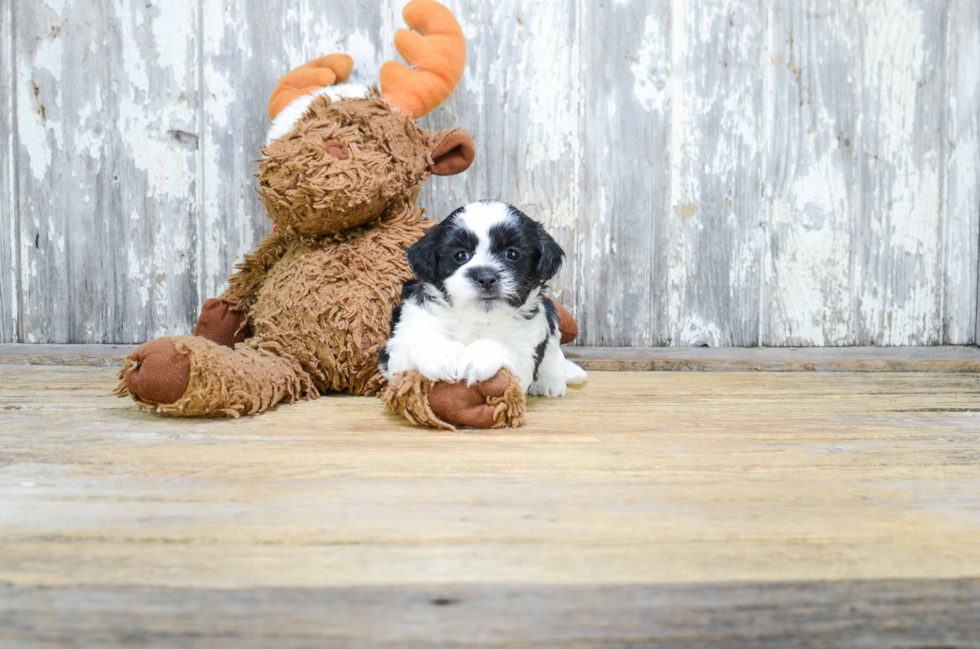 Teddy Bear Puppy for Adoption