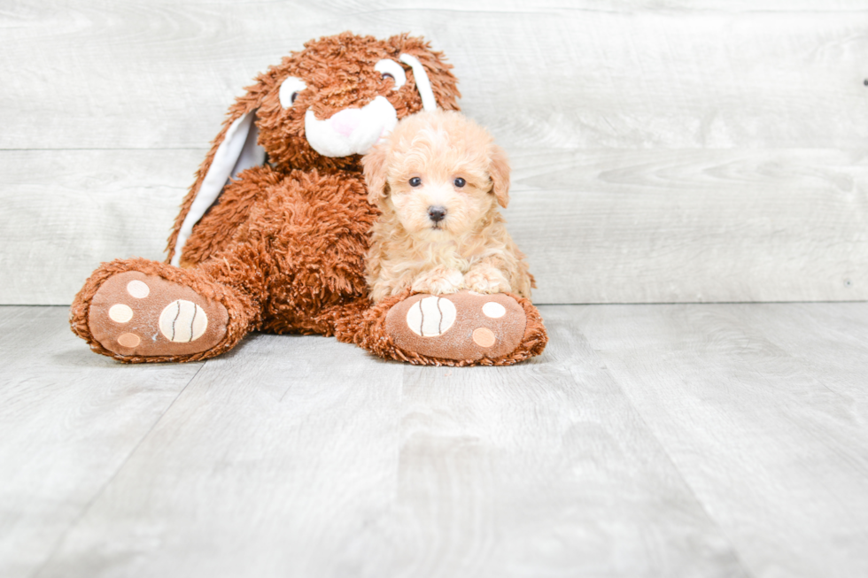 Best Maltipoo Baby