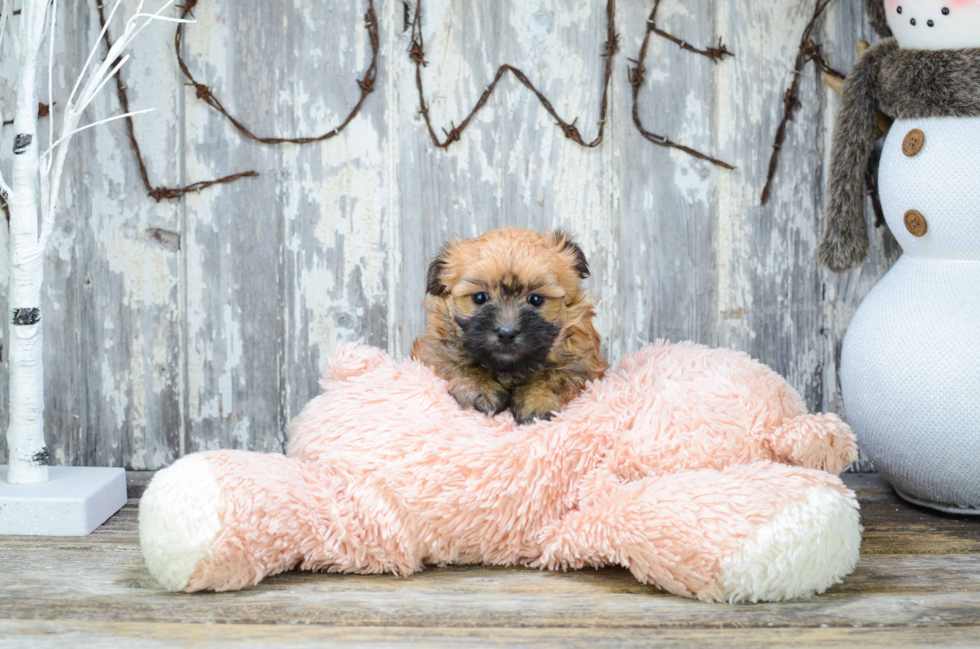 Morkie Pup Being Cute