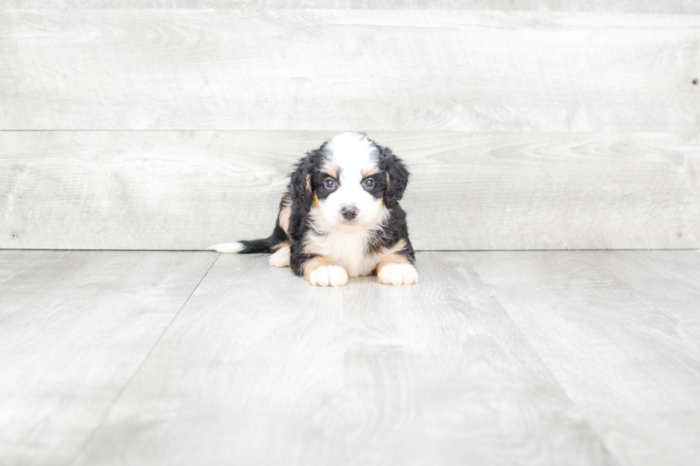 Mini Bernedoodle Pup Being Cute