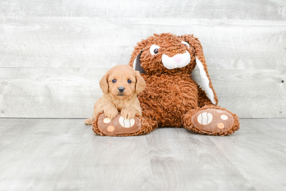 Adorable Cavoodle Poodle Mix Puppy