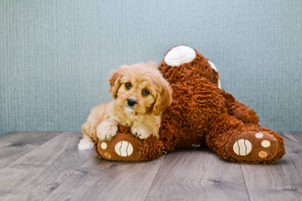 Adorable Cavoodle Poodle Mix Puppy