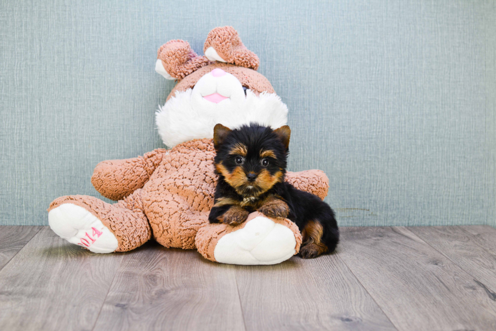 Meet Heidi - our Yorkshire Terrier Puppy Photo 